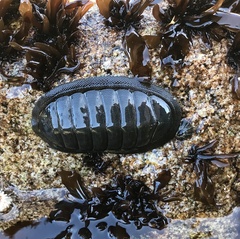 Chiton magnificus