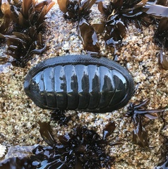 Chiton magnificus