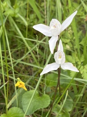Codonorchis lessonii