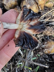 Coprinellus bipellis