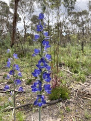 Thelymitra grandiflora