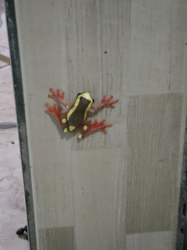 Clown Tree Frog