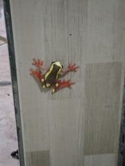 Dendropsophus leucophyllatus