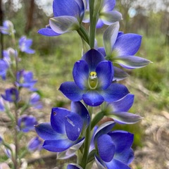 Thelymitra grandiflora