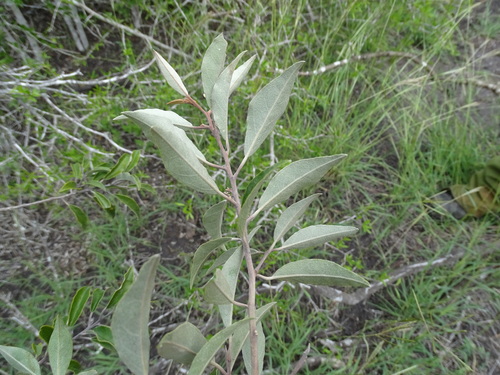 Image of Quadrella incana by (c) Alexis López Hernández, some rights reserved (CC BY)