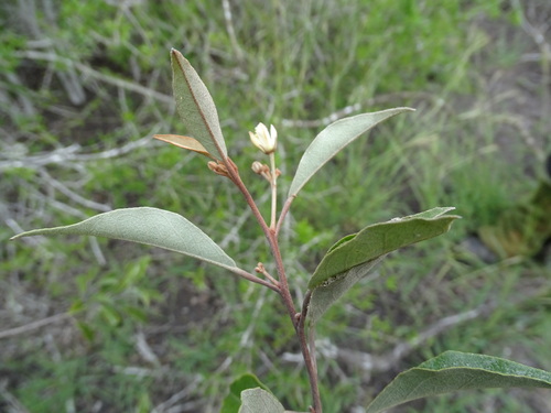 Image of Quadrella incana by (c) Alexis López Hernández, some rights reserved (CC BY)