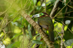 Selenidera maculirostris