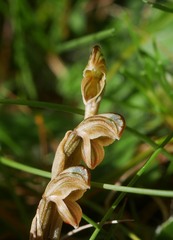 Pterostylis tristis