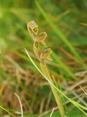 Pterostylis tristis