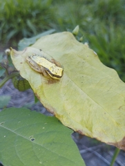 Dendropsophus rhodopeplus