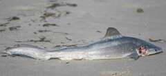 Carcharhinus plumbeus