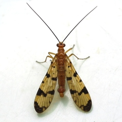 Panorpa neglecta