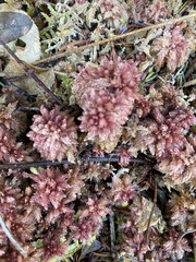Sphagnum magellanicum