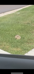 Sylvilagus nuttallii