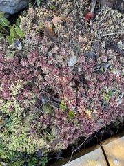 Sphagnum magellanicum