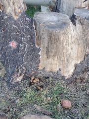 Coprinellus bipellis