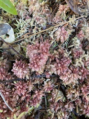 Sphagnum magellanicum
