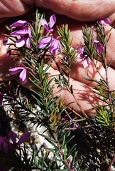 Tetratheca rubioides