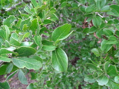 Pithecellobium unguis-cati