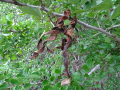 Pithecellobium unguis-cati