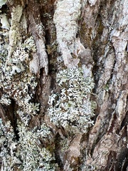 Menegazzia subsimilis