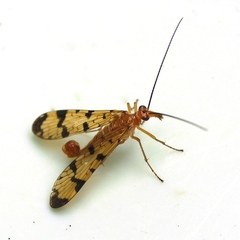 Panorpa neglecta