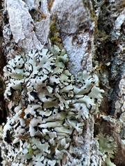 Menegazzia subsimilis