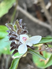 Tetramerium