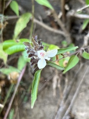 Tetramerium