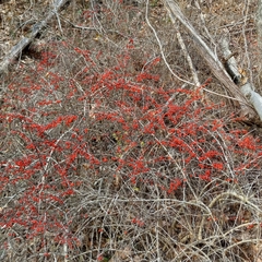 Berberis thunbergii