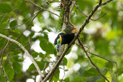 Selenidera maculirostris