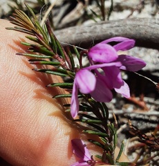 Tetratheca rubioides