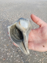 Sinistrofulgur pulleyi