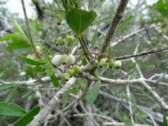 Chiococca alba