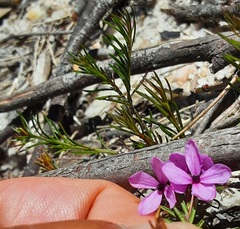 Tetratheca rubioides