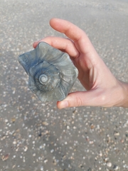 Sinistrofulgur pulleyi