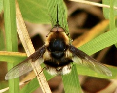 Bombylius varius