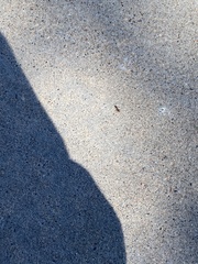 Pogonomyrmex occidentalis