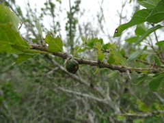 Randia obcordata