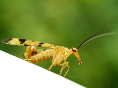Panorpa neglecta