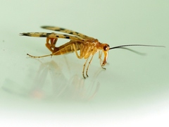 Panorpa neglecta
