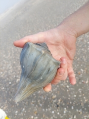 Sinistrofulgur pulleyi