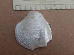 Pleurobema