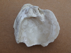 Pleurobema