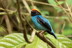 Chiroxiphia caudata