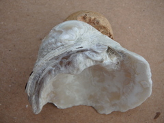 Pleurobema