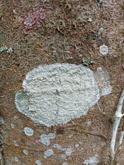 Cryptothecia striata