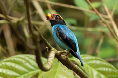 Chiroxiphia caudata