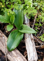 Himantoglossum hircinum