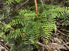 Gleichenia microphylla